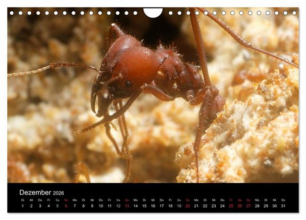 Produktbild: Atta sexdens - Blattschneiderameise (Wandkalender 2026 DIN A4 quer), CALVENDO Monatskalender