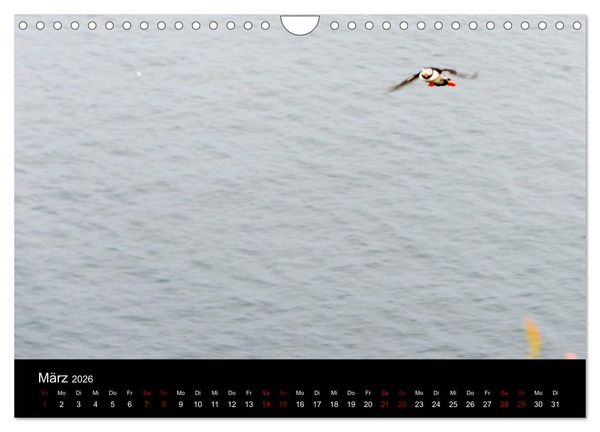Produktbild: Puffins - V&ouml;gel des Nordens (Wandkalender 2026 DIN A4 quer), CALVENDO Monatskalender
