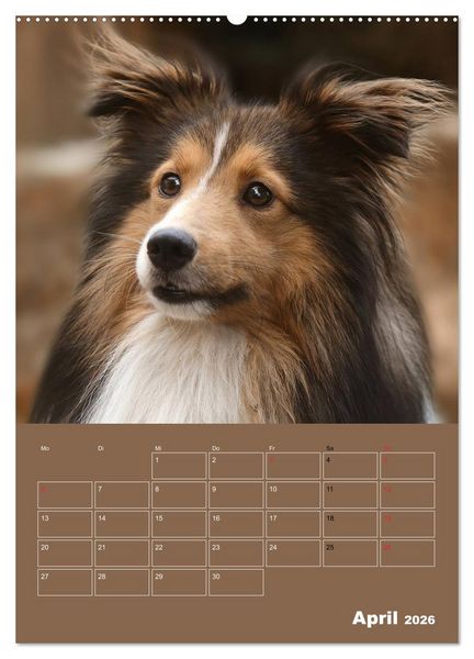 Produktbild: SHELTIES Herzensbrecher auf 4 Pfoten (Wandkalender 2026 DIN A2 hoch), CALVENDO Monatskalender