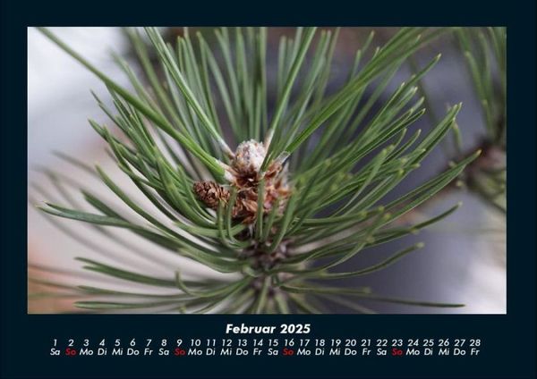 Produktbild: B&auml;ume 2025 Fotokalender DIN A4
