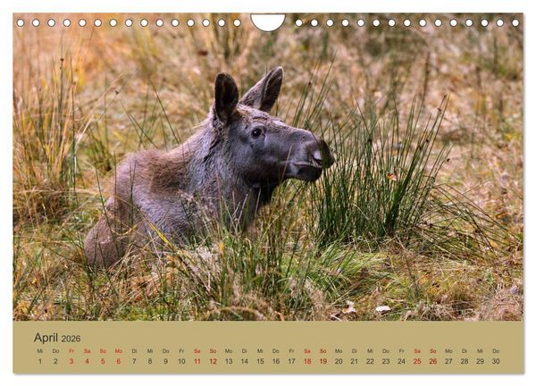 Produktbild: Die lieben Kleinen ... Tierkinder einfach zum Knuddeln (Wandkalender 2026 DIN A4 quer), CALVENDO Monatskalender