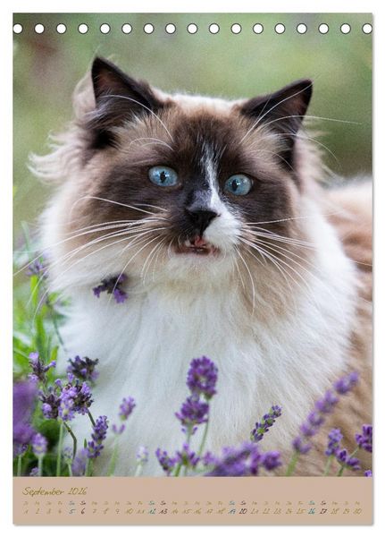 Produktbild: Pl&uuml;schige Katzen im Garten (Tischkalender 2026 DIN A5 hoch), CALVENDO Monatskalender