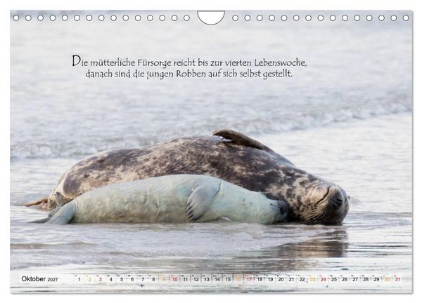 Produktbild: Kegelrobben auf der Insel D&uuml;ne (Wandkalender 2027 DIN A4 quer), CALVENDO Monatskalender