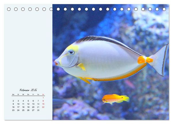 Produktbild: Salzwasseraquarium. Meeresfische im heimischen Wohnzimmer (Tischkalender 2026 DIN A5 quer), CALVENDO Monatskalender