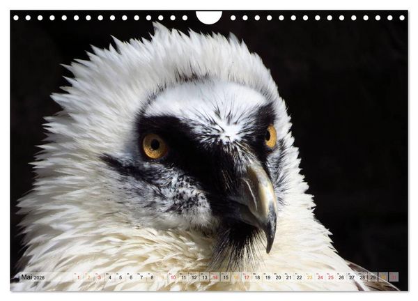 Produktbild: Majest&auml;tische Greifv&ouml;gel (Wandkalender 2026 DIN A4 quer), CALVENDO Monatskalender