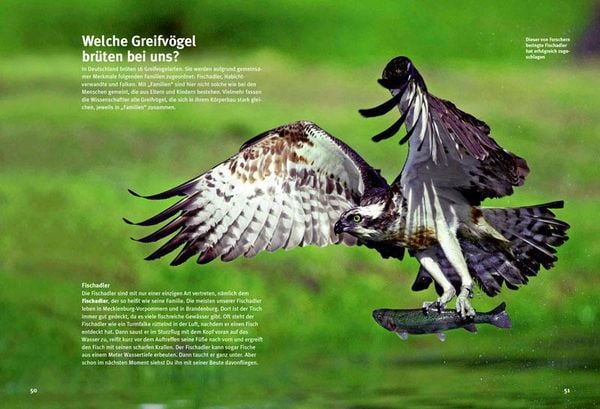 Produktbild: Entdecke die Greifv&ouml;gel