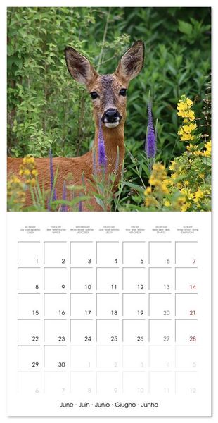 Produktbild: WILD GARDEN ANIMALS (Wall Calendar 2026 12 &times; 12 Inch) CALVENDO 12 Month Wall Calendar