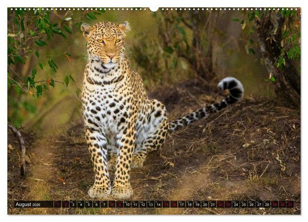 Produktbild: Leopards in the wild (High Quality Premium Wall Calendar 2026 DIN A2 landscape),CALVENDO 12 Month Wall Calendar