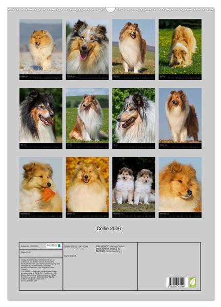 Produktbild: Collie 2026 (Wandkalender 2026 DIN A2 hoch), CALVENDO Monatskalender