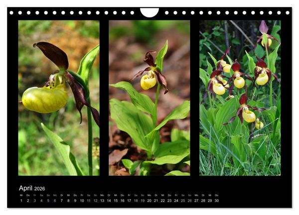 Produktbild: Heimische Orchideen im Dreierpack (Wandkalender 2026 DIN A4 quer), CALVENDO Monatskalender