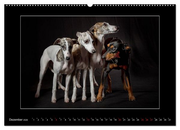 Produktbild: Windhunde - Schnelle Sch&ouml;nheiten (Wandkalender 2026 DIN A2 quer), CALVENDO Monatskalender