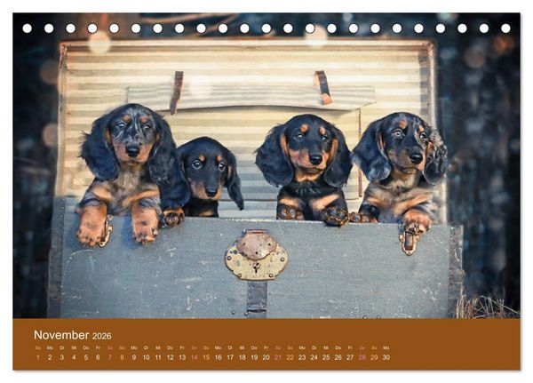 Produktbild: Der Dackel (Tischkalender 2026 DIN A5 quer), CALVENDO Monatskalender