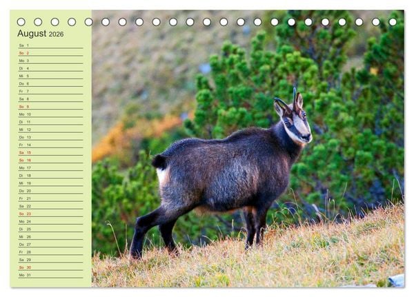 Produktbild: Wir sind die Stars im Wald (Tischkalender 2026 DIN A5 quer), CALVENDO Monatskalender