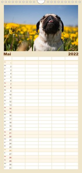 Produktbild: Mops - Familienplaner hoch (Wandkalender 2022 , 21 cm x 45 cm, hoch)
