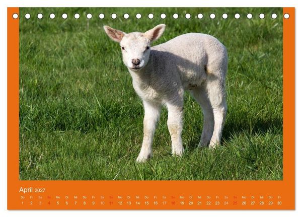 Produktbild: Tierkinder (Tischkalender 2027 DIN A5 quer), CALVENDO Monatskalender