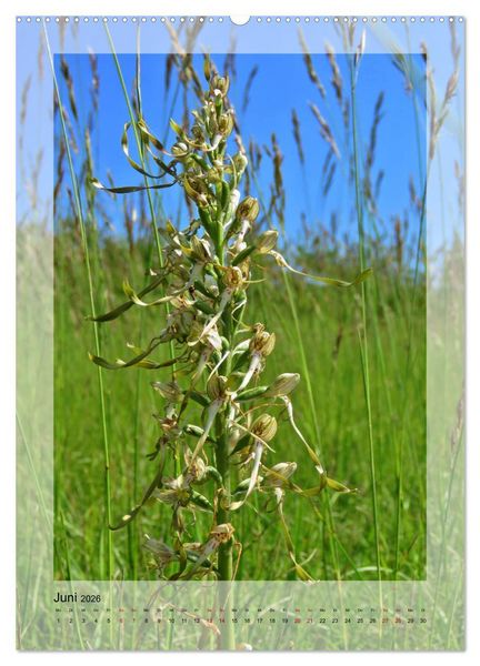 Produktbild: Deutschlands wilde Orchideen (hochwertiger Premium Wandkalender 2026 DIN A2 hoch), Kunstdruck in Hochglanz