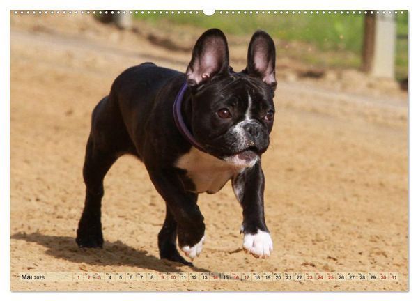 Produktbild: Bulldoggen - Englische und Franz&ouml;sische Bulldoggen (hochwertiger Premium Wandkalender 2026 DIN A2 quer), Kunstdruck in Hochglanz