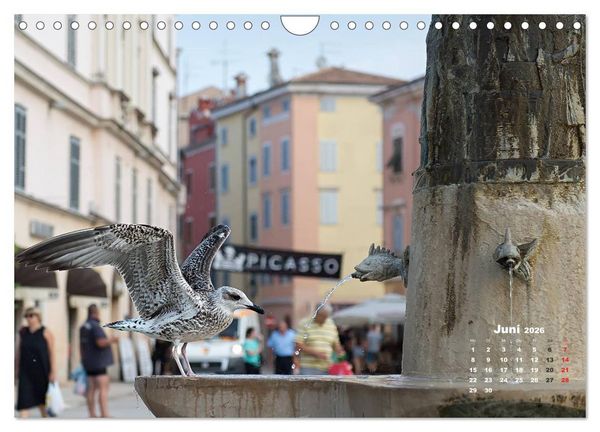 Produktbild: Wie ein Vogel in Rovinj! (Wandkalender 2026 DIN A4 quer), CALVENDO Monatskalender