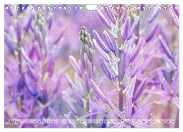 Produktbild: Vintage Nature - Romantische Naturaufnahmen (Wandkalender 2026 DIN A4 quer), CALVENDO Monatskalender