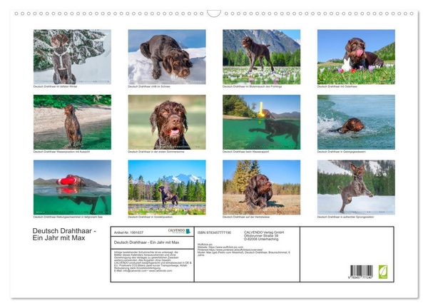 Produktbild: Deutsch Drahthaar - Ein Jahr mit Max (Wandkalender 2026 DIN A2 quer), CALVENDO Monatskalender