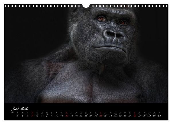 Produktbild: Gorilla (Wandkalender 2026 DIN A3 quer), CALVENDO Monatskalender