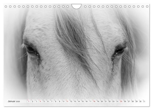 Produktbild: Emotionale Momente: Wei&szlig;e Pferde in schwarzwei&szlig;. (Wandkalender 2026 DIN A4 quer), CALVENDO Monatskalender