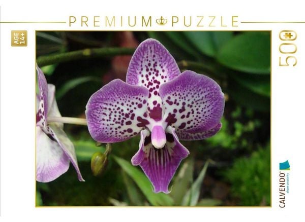 CALVENDO Puzzle Ein Motiv aus dem Kalender Farbenreiche Orchideen | 500 Teile Lege-Größe 48 × 36 cm Foto-Puzzle für Erwachsene