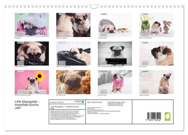 Produktbild: Lillie Mopsgetier - mopsfidel durchs Jahr (Wandkalender 2026 DIN A3 quer), CALVENDO Monatskalender