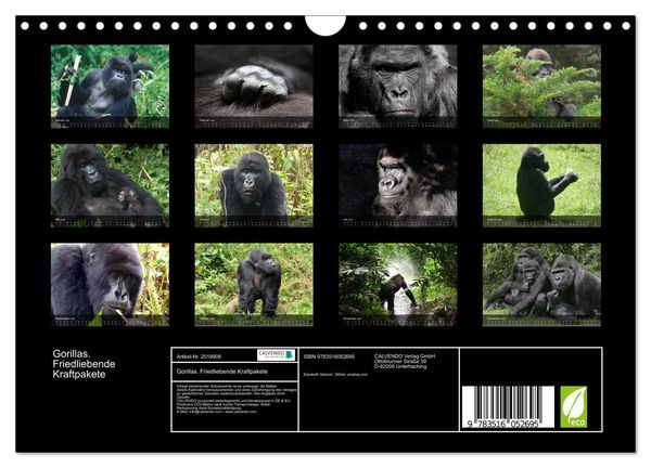 Produktbild: Gorillas. Friedliebende Kraftpakete (Wandkalender 2026 DIN A4 quer), CALVENDO Monatskalender
