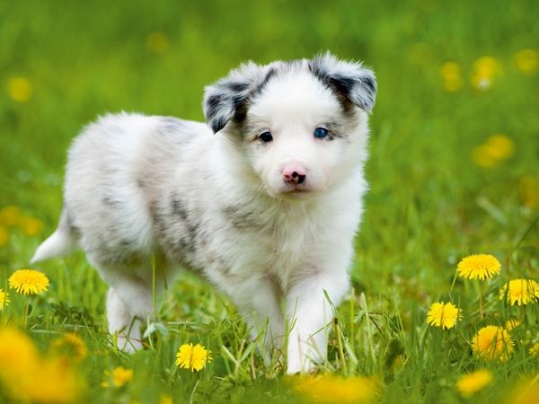 Produktbild: CALVENDO Puzzle Border Collie im L&ouml;wenzahn | 1000 Teile Lege-Gr&ouml;&szlig;e 64x48cm Foto-Puzzle f&uuml;r gl&uuml;ckliche Stunden
