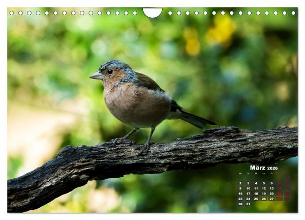Produktbild: V&ouml;gel in heimischen W&auml;ldern (Wandkalender 2026 DIN A4 quer), CALVENDO Monatskalender