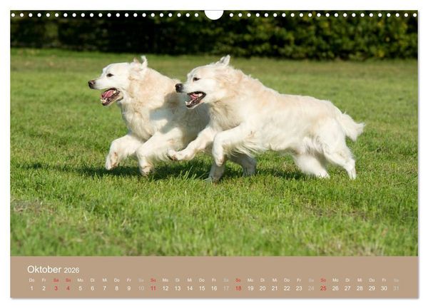 Produktbild: Golden Retriever (Wandkalender 2026 DIN A3 quer), CALVENDO Monatskalender