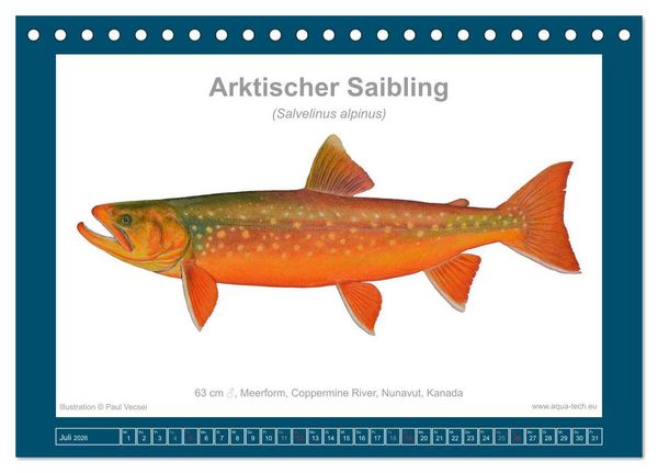 Produktbild: Fisch als Kunst 2026: Amerikanische Saiblinge (Tischkalender 2026 DIN A5 quer), CALVENDO Monatskalender