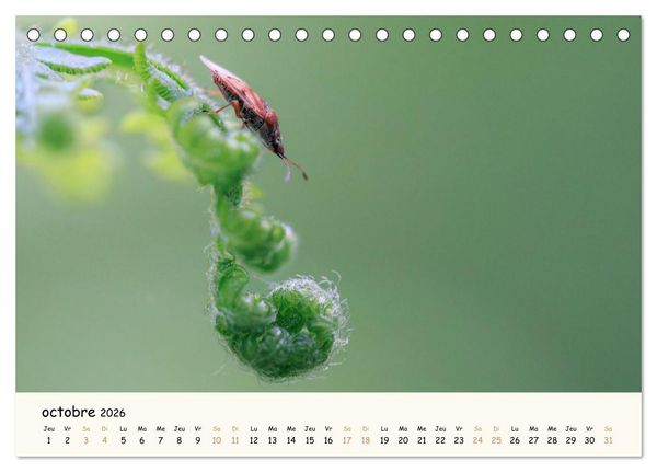 Produktbild: Nos amis les insectes (Calendrier de bureau 2026 DIN A5 vertical), CALVENDO calendrier mensuel