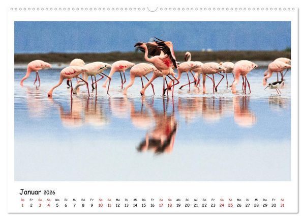 Produktbild: Tierparadies Kenia (hochwertiger Premium Wandkalender 2026 DIN A2 quer), Kunstdruck in Hochglanz