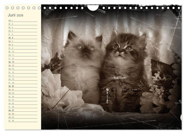 Produktbild: Oma's Katzenkalender 2026 (Wandkalender 2026 DIN A4 quer), CALVENDO Monatskalender