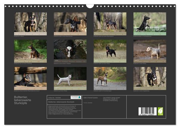 Produktbild: Bullterrier, liebenswerte Sturk&ouml;pfe (Wandkalender 2026 DIN A3 quer), CALVENDO Monatskalender