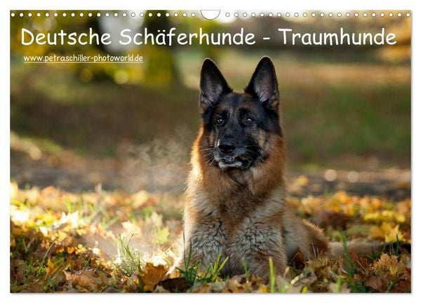 Deutsche Schäferhunde - Traumhunde (Wandkalender 2026 DIN A3 quer), CALVENDO Monatskalender