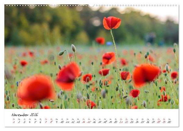 Produktbild: Mohnwiesen (Wandkalender 2026 DIN A2 quer), CALVENDO Monatskalender