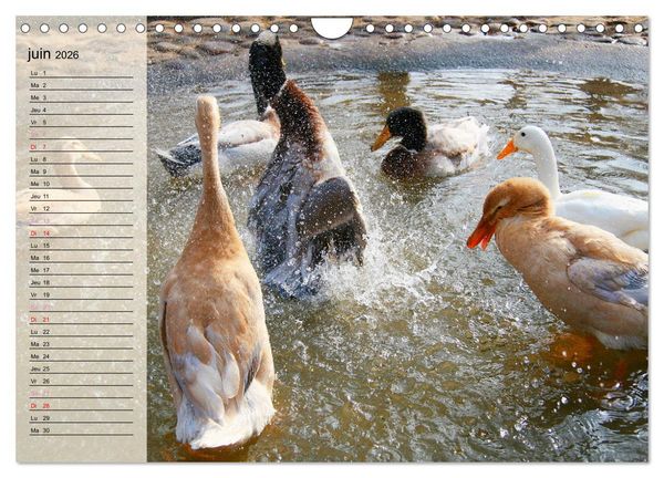 Produktbild: La vie paisible des canards (Calendrier mural 2026 DIN A4 vertical), CALVENDO calendrier mensuel