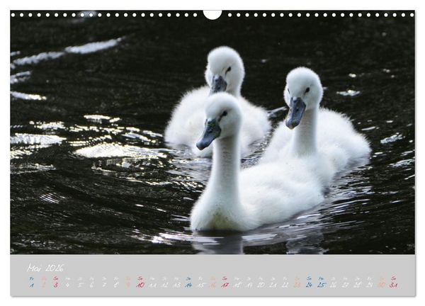 Produktbild: Schwanenfamilie, vom Ei bis zum Fliegen. (Wandkalender 2026 DIN A3 quer), CALVENDO Monatskalender