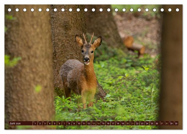 Produktbild: Zauberhafte Wesen - anmutiges Rehwild (Tischkalender 2026 DIN A5 quer), CALVENDO Monatskalender