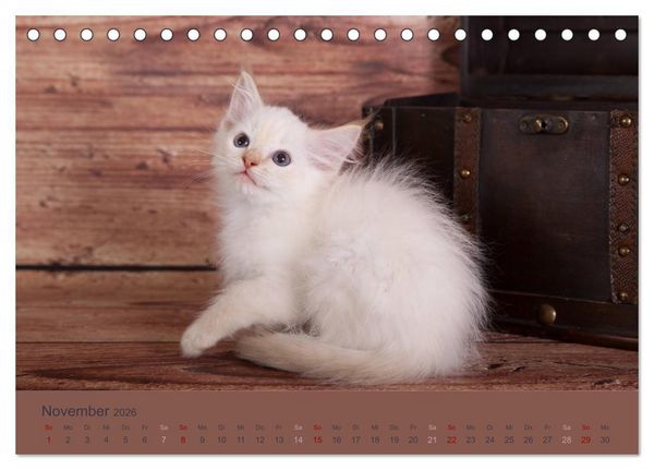 Produktbild: Flauschige Ragdoll Kitten (Tischkalender 2026 DIN A5 quer), CALVENDO Monatskalender