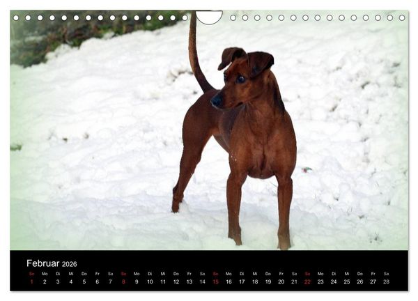 Produktbild: Deutscher Pinscher (Wandkalender 2026 DIN A4 quer), CALVENDO Monatskalender