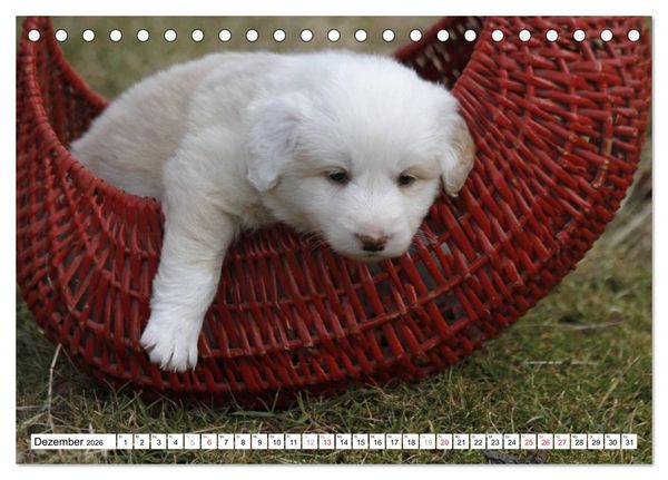 Produktbild: Border Collie Welpen (Tischkalender 2026 DIN A5 quer), CALVENDO Monatskalender
