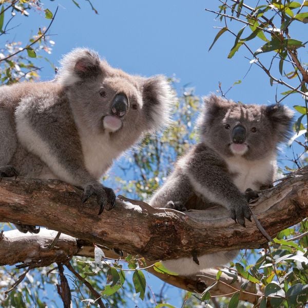 Produktbild: Koalas 2027