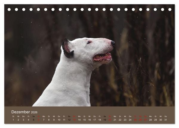 Produktbild: Bullterrier - charmante Herzensbrecher (Tischkalender 2026 DIN A5 quer), CALVENDO Monatskalender