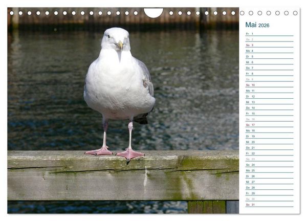 Produktbild: M&ouml;wen - Von der Ostsee bis zum Atlantik (Wandkalender 2026 DIN A4 quer), CALVENDO Monatskalender