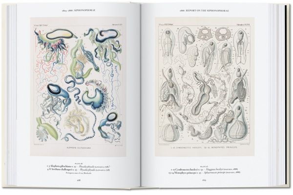 Produktbild: The Art and Science of Ernst Haeckel
