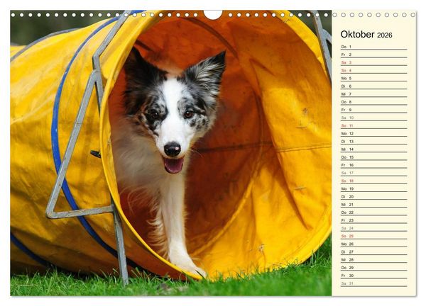 Produktbild: Border Collie 2026 (Wandkalender 2026 DIN A3 quer), CALVENDO Monatskalender